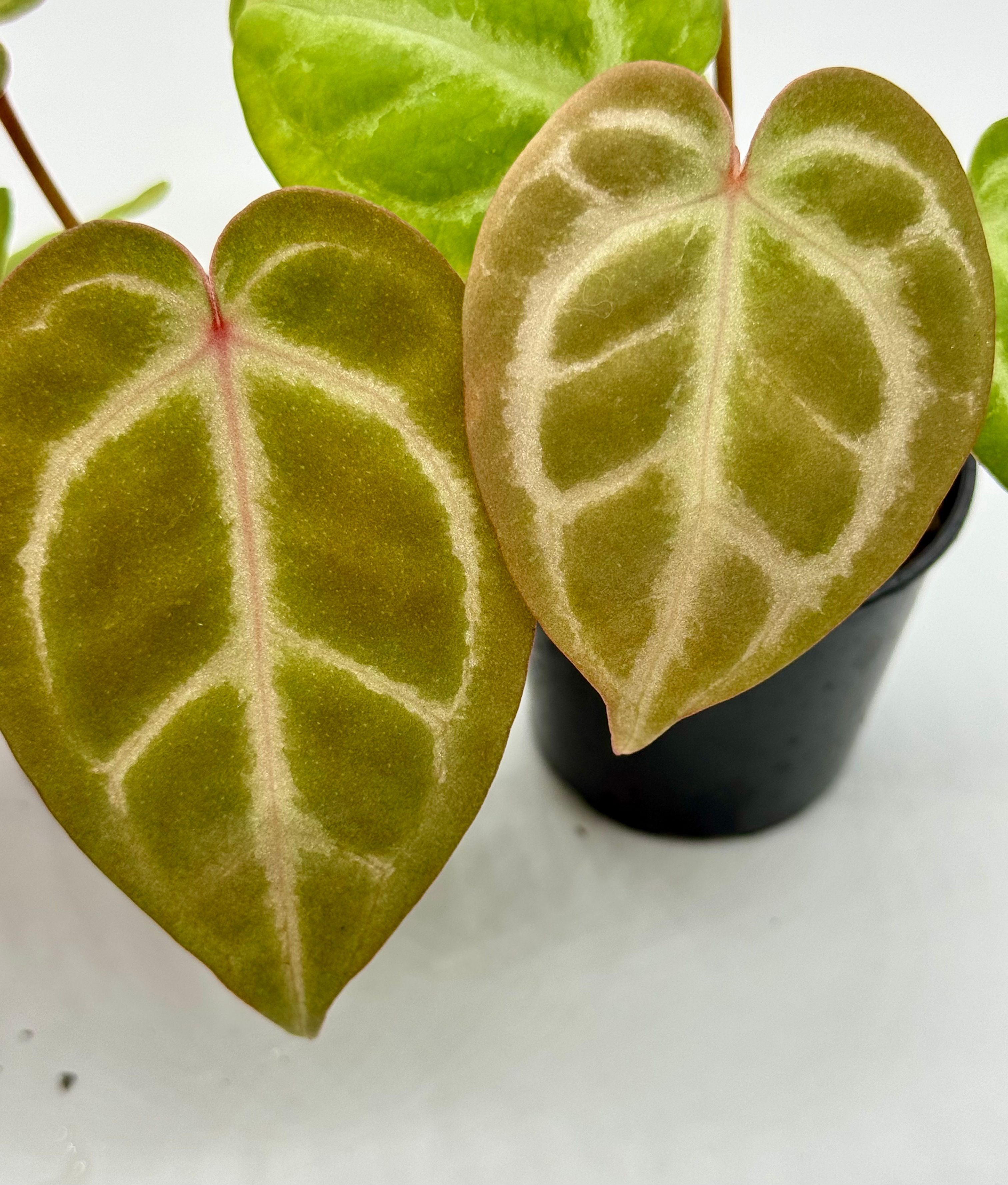 Anthurium Tezula RC x ( SKG Silver x RC) in 50mm