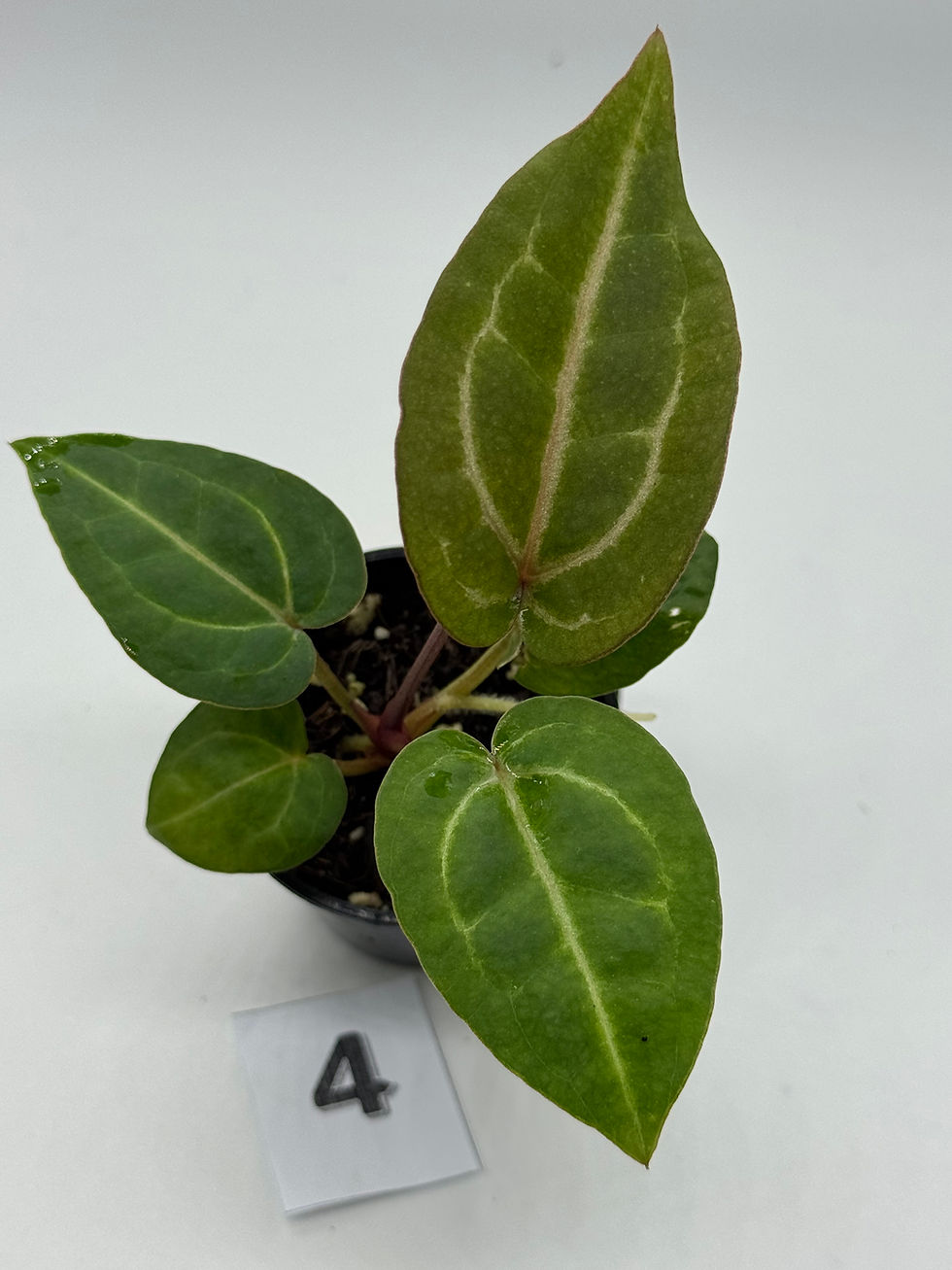 Thumbnail: Anthurium Wonderboy x Michelle 