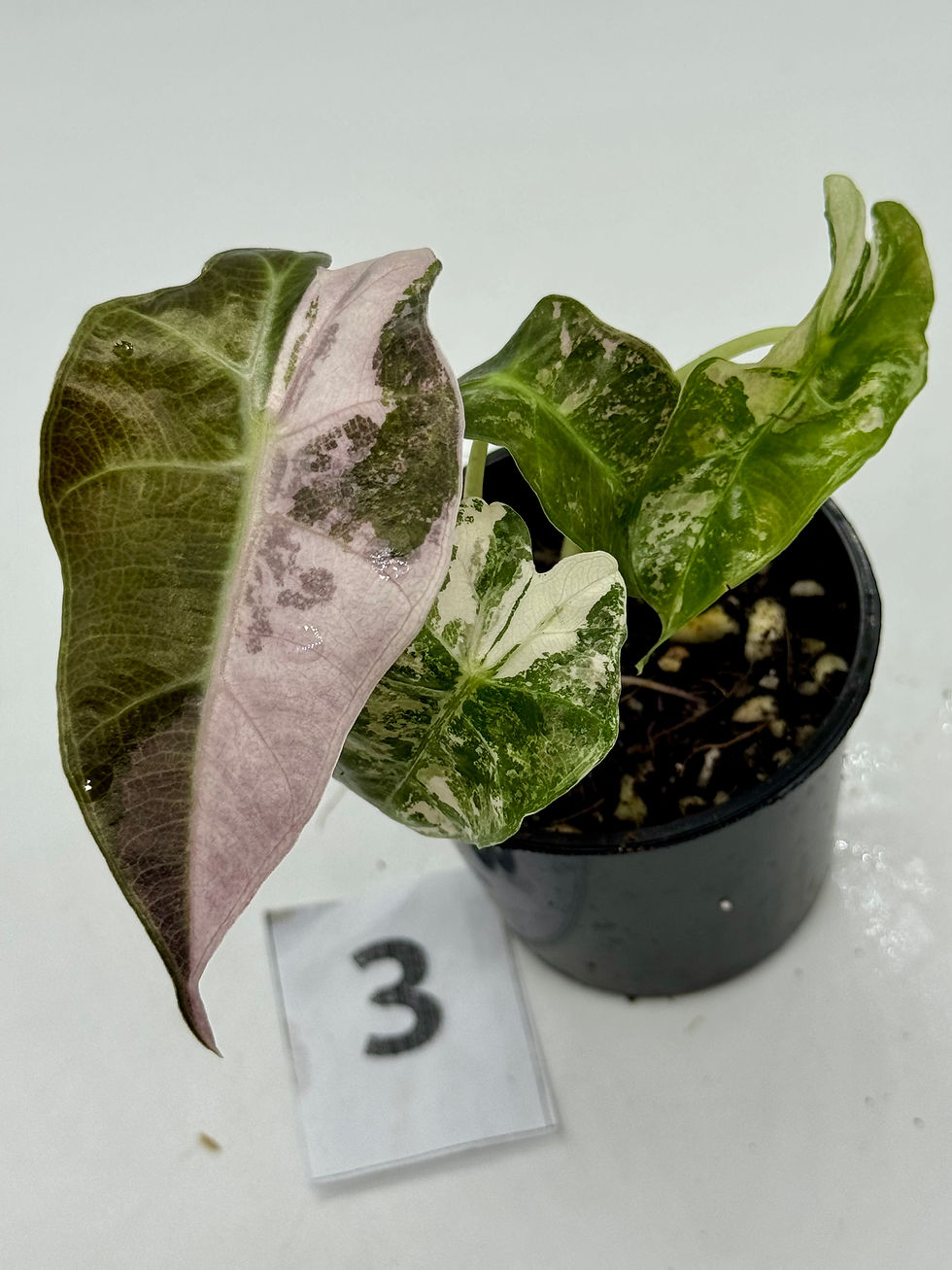 Thumbnail: Alocasia Amazonica Polly Pink Variegated 