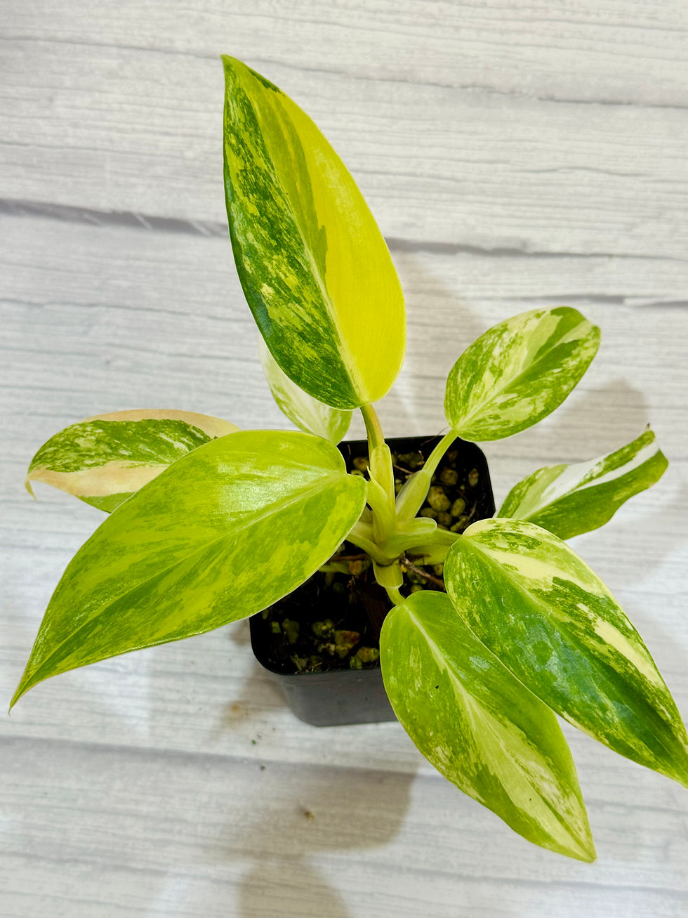 Thumbnail: Philodendron White Princess Aurea-Tricolour Variegated 
