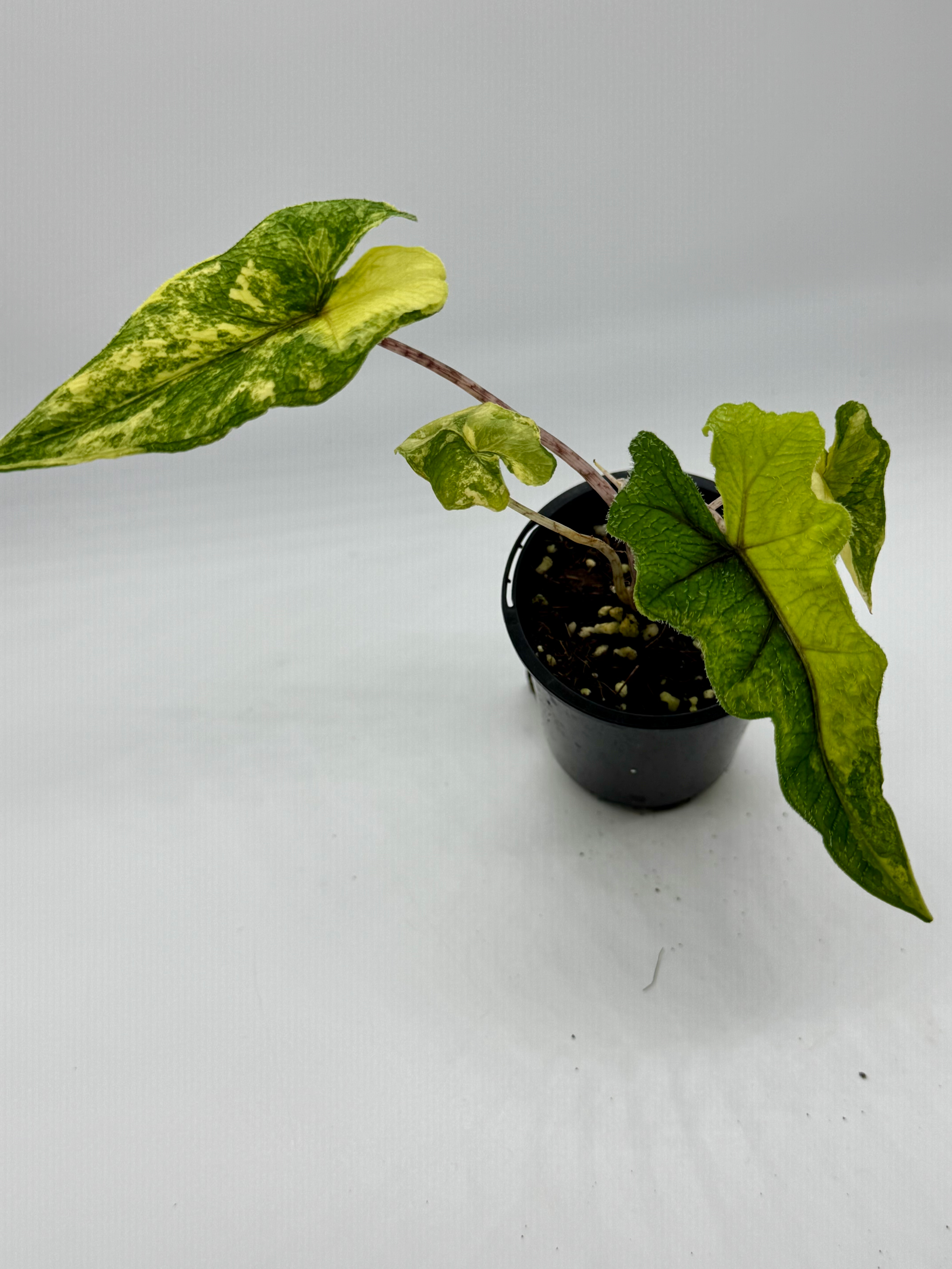 Alocasia Jacklyn Aurea Variegated 