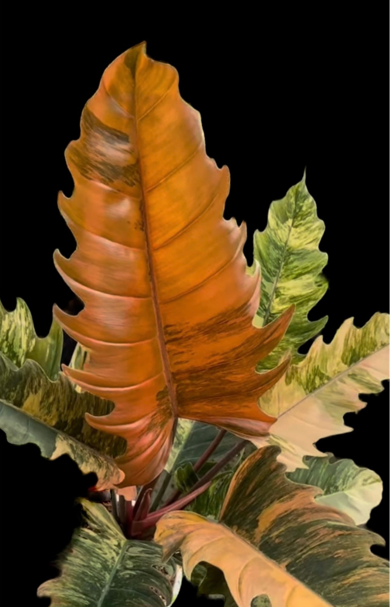 Philodendron Caramel Marble Variegated in 70mm