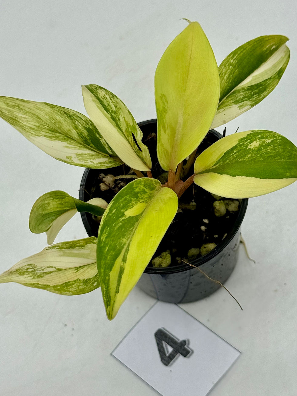 Thumbnail: Philodendron Green Lemon Aurea Variegated 