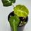 Thumbnail: Alocasia Black Velvet Gold Variegated 