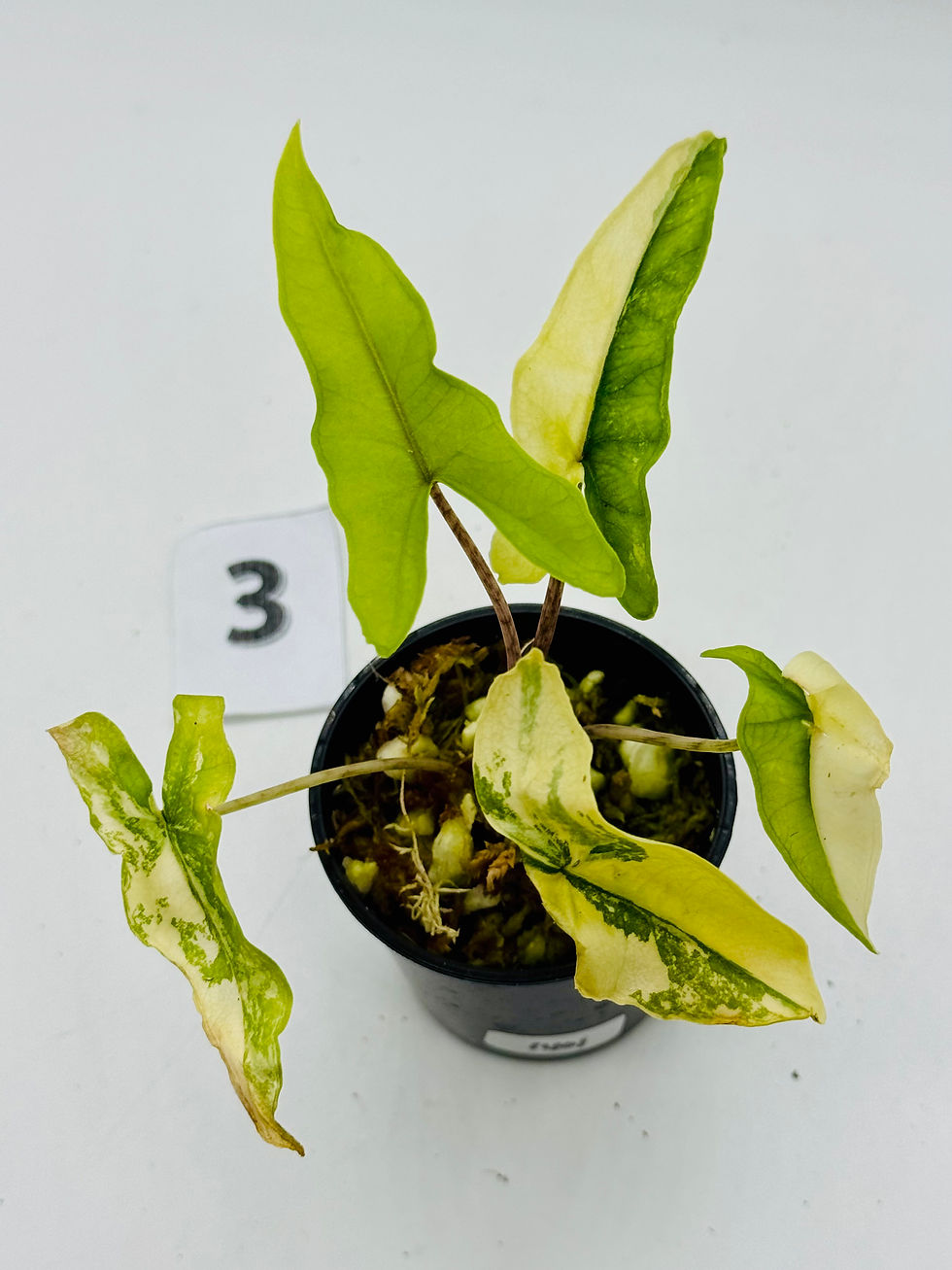 Thumbnail: Alocasia Sulawesi Sabrina Aurea Variegated 