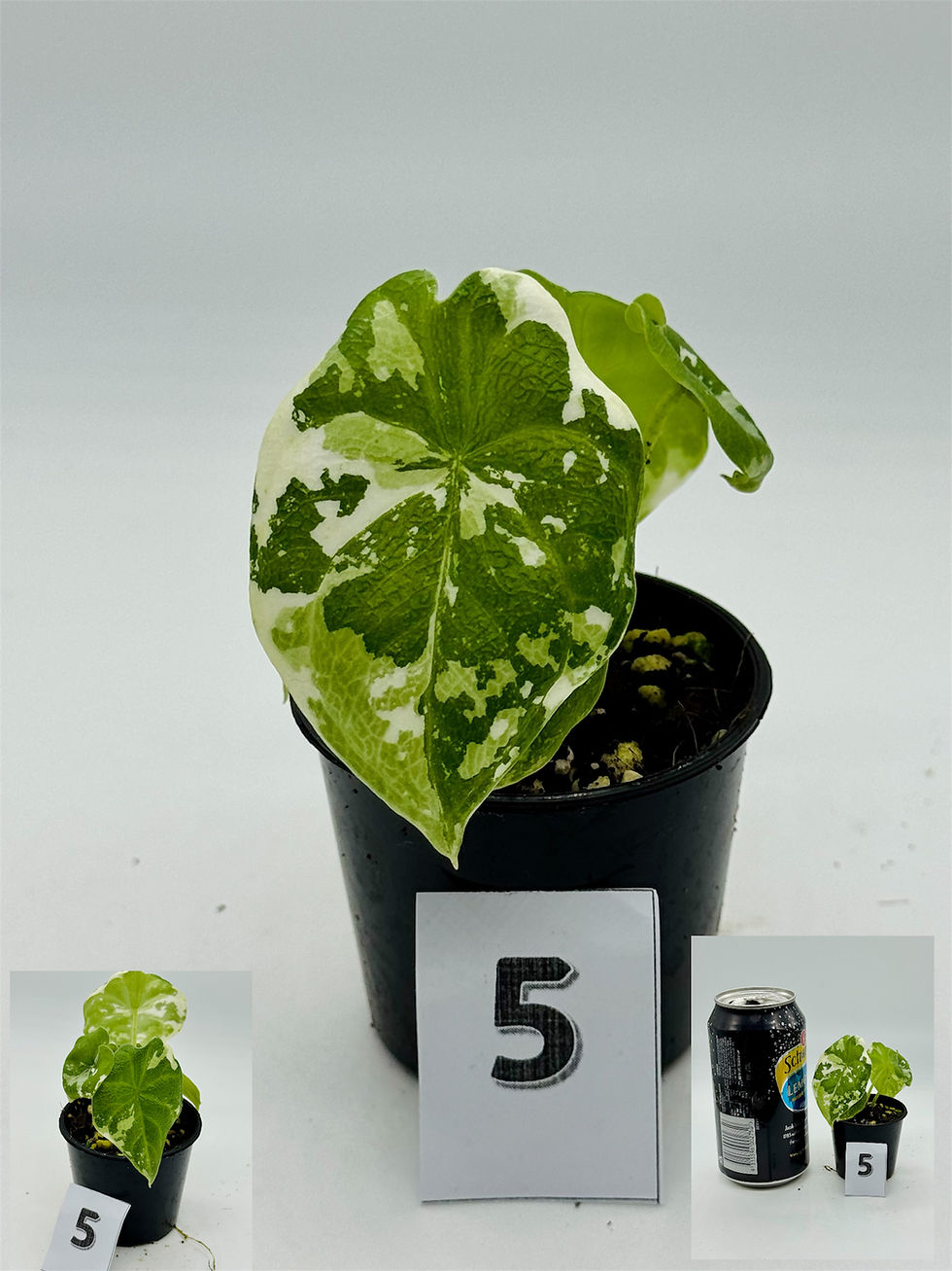 Thumbnail: Alocasia Melo Albo Variegated 