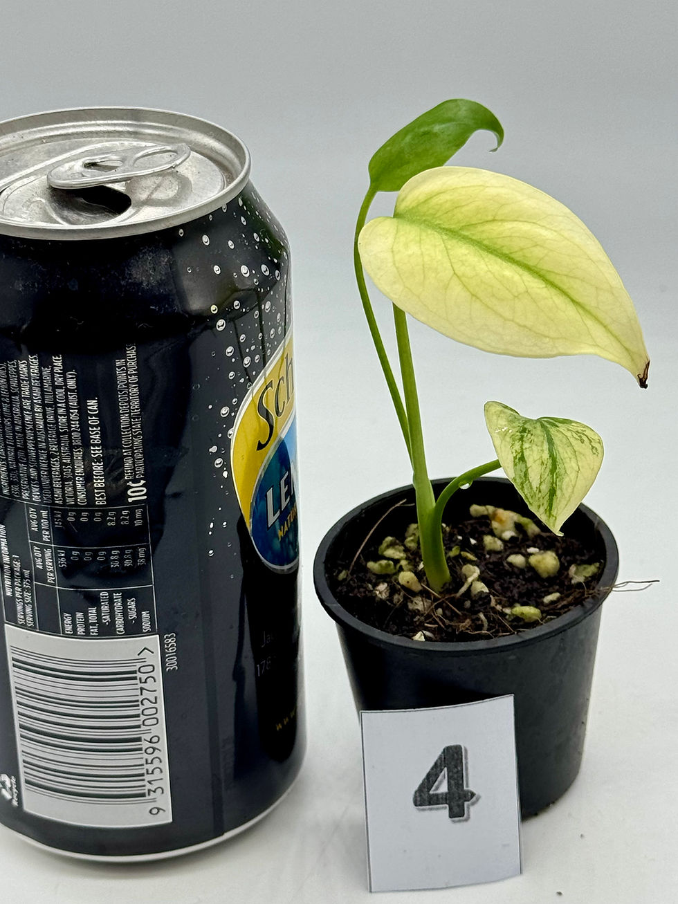Thumbnail: Monstera Blue Mint