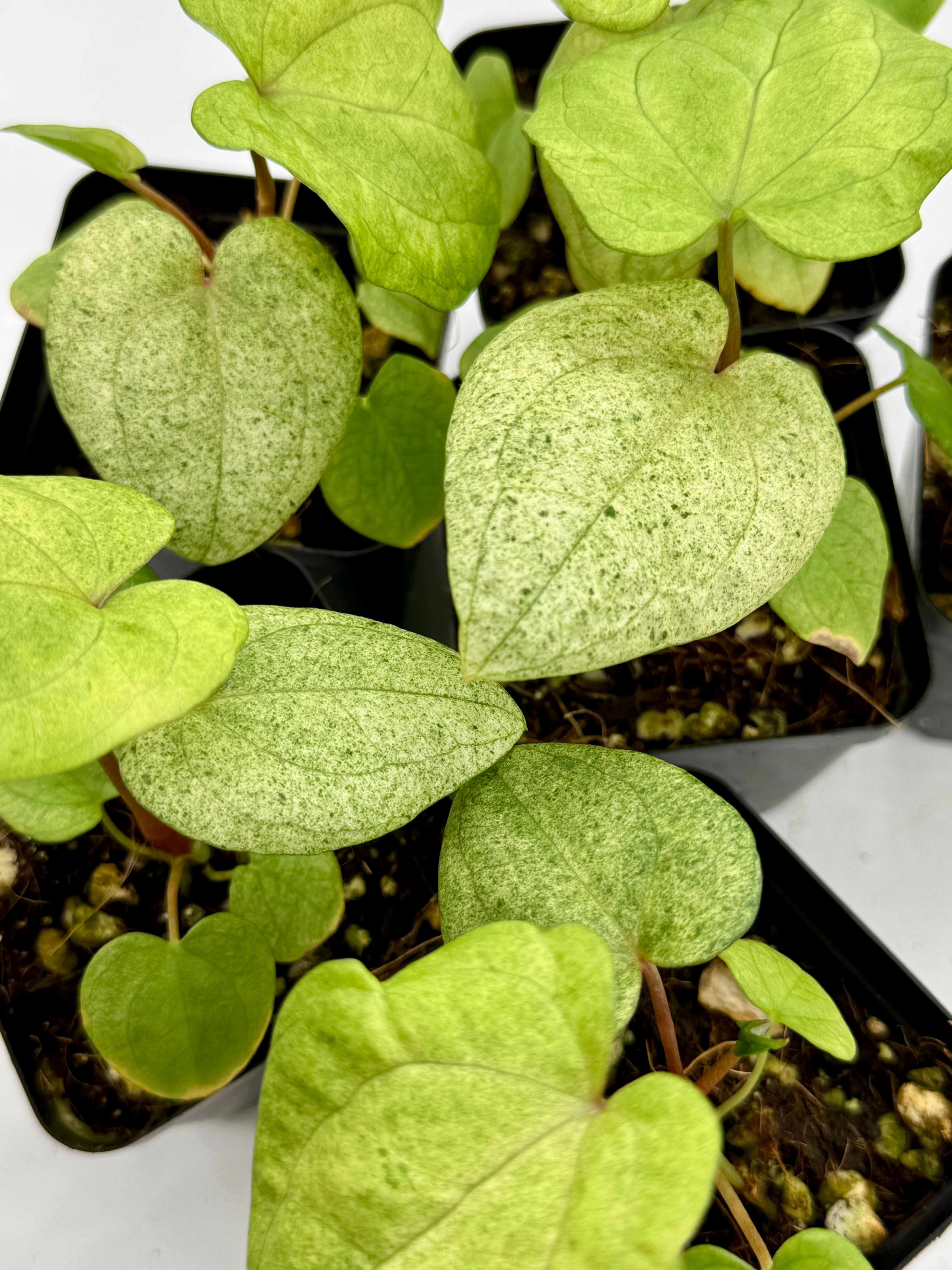 Anthurium Dark Phoenix Mint Variegated