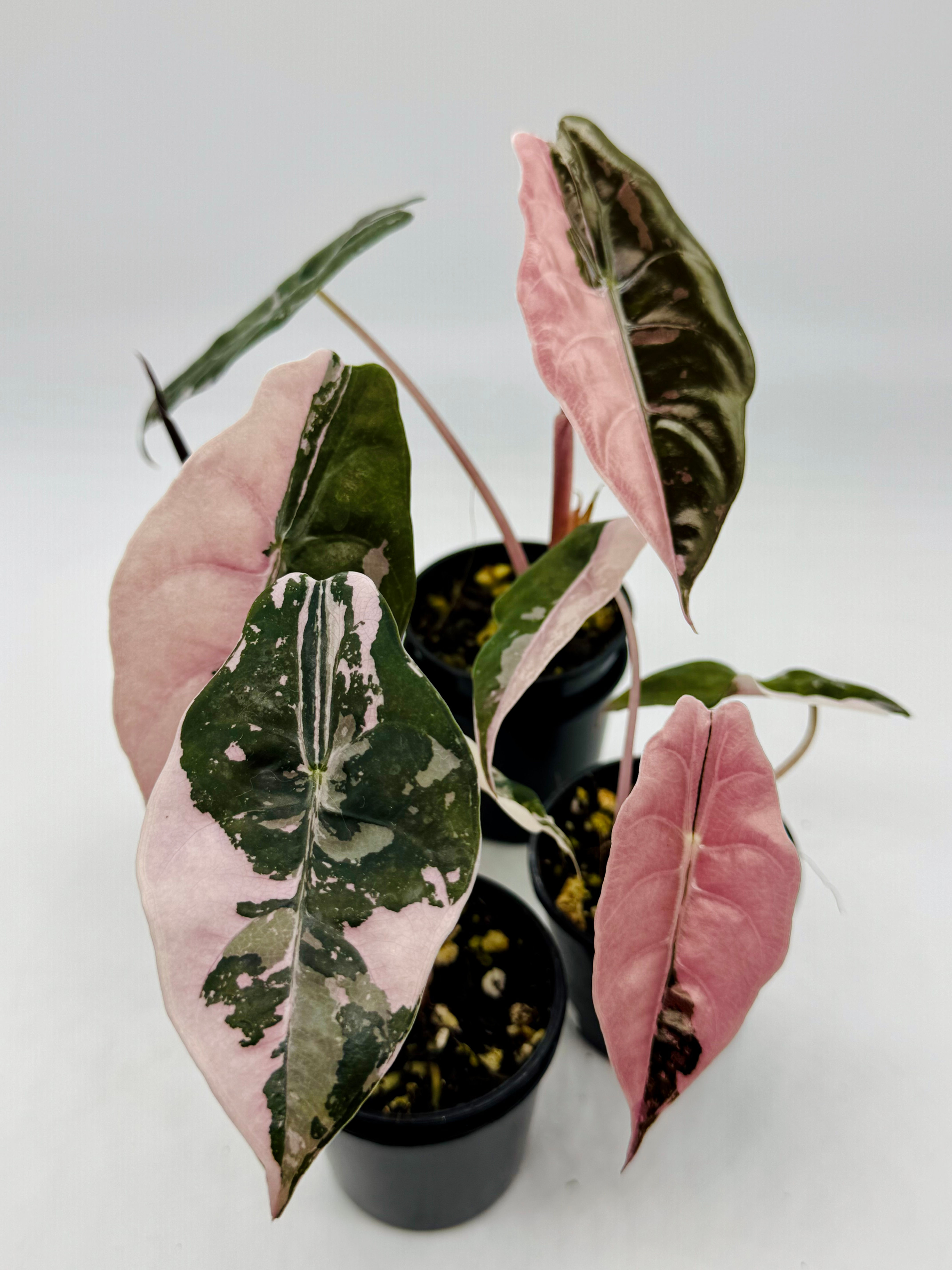 Alocasia Chantrieri Pink Variegated 