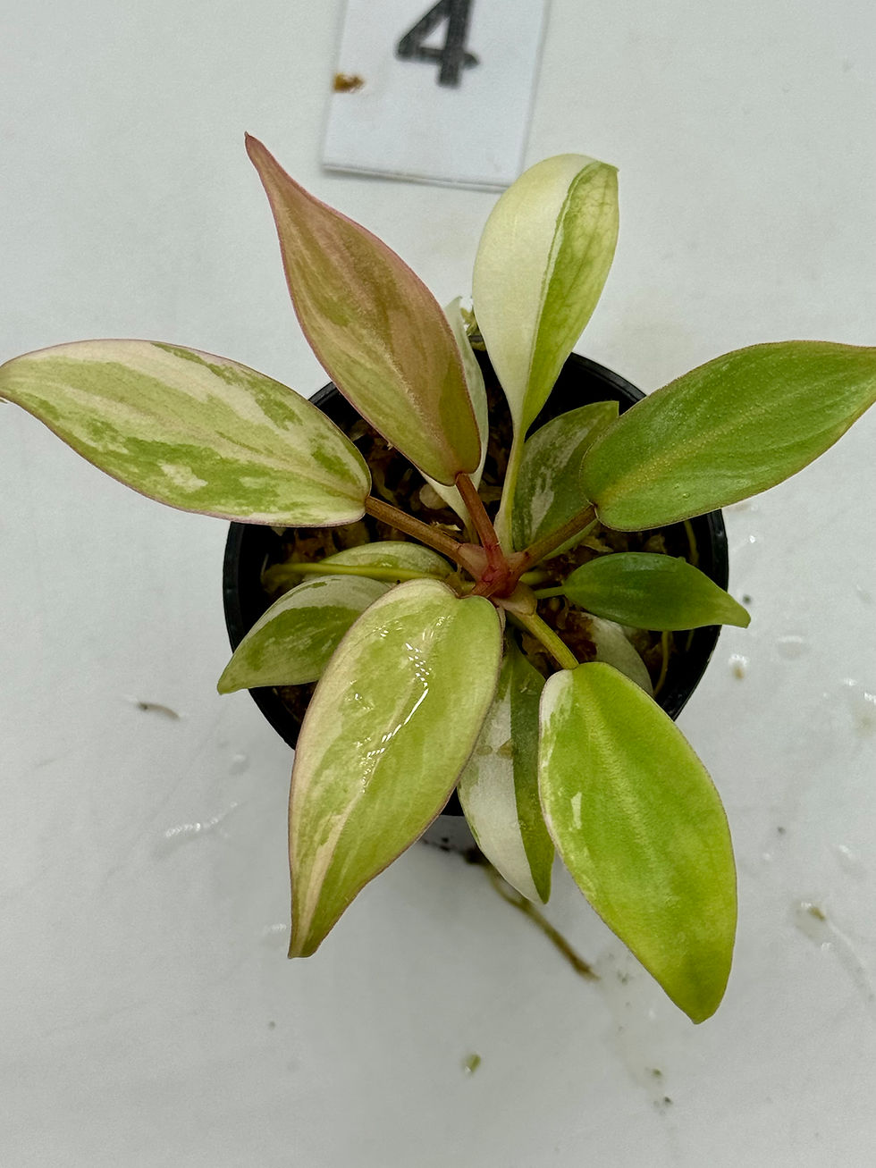 Thumbnail: Philodendron Atabapoense Pink Marble Variegated 