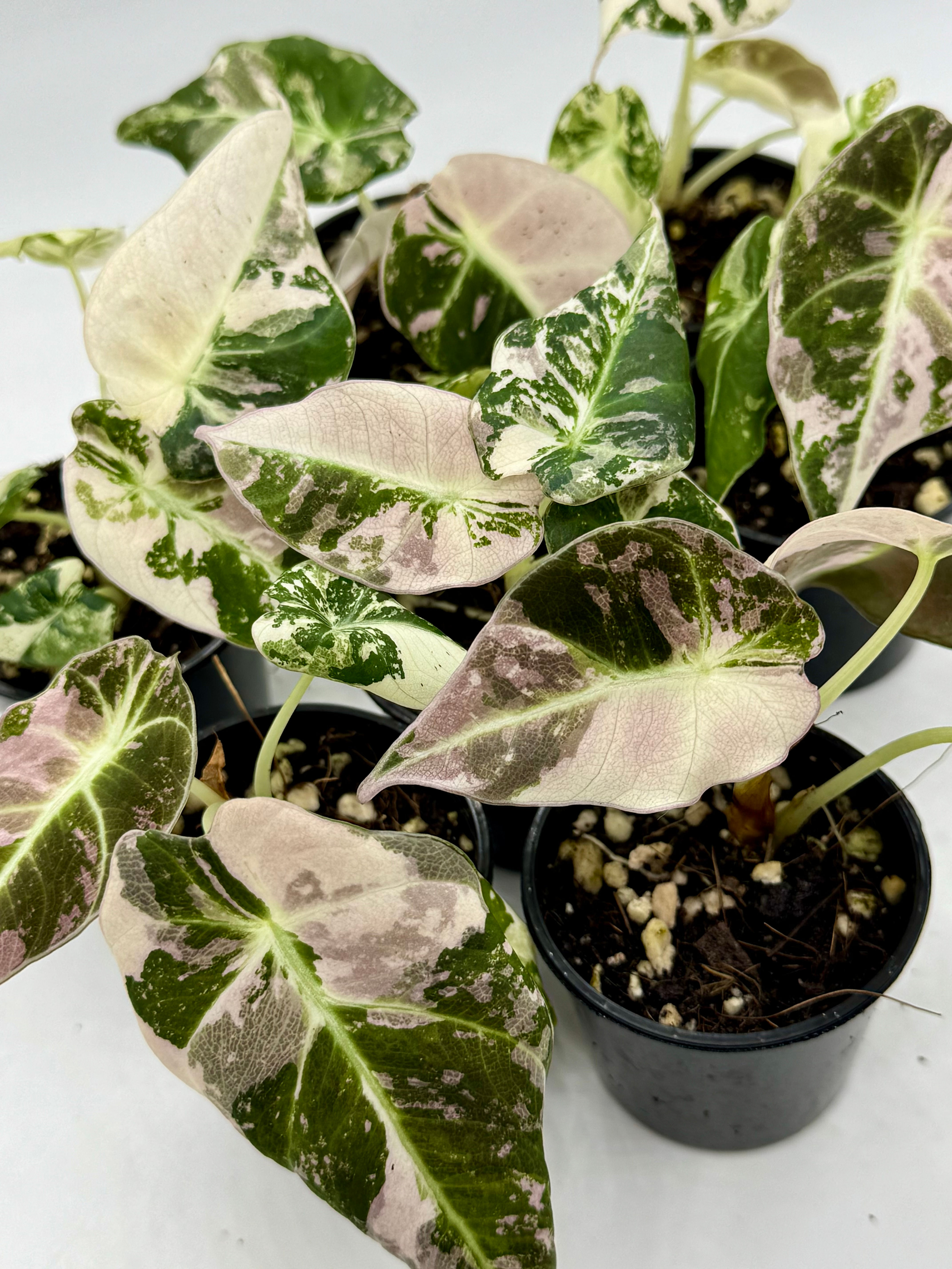 Alocasia Black Velvet Pink Variegated 