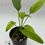 Thumbnail: Anthurium Vittarifolium Variegated in 70mm 