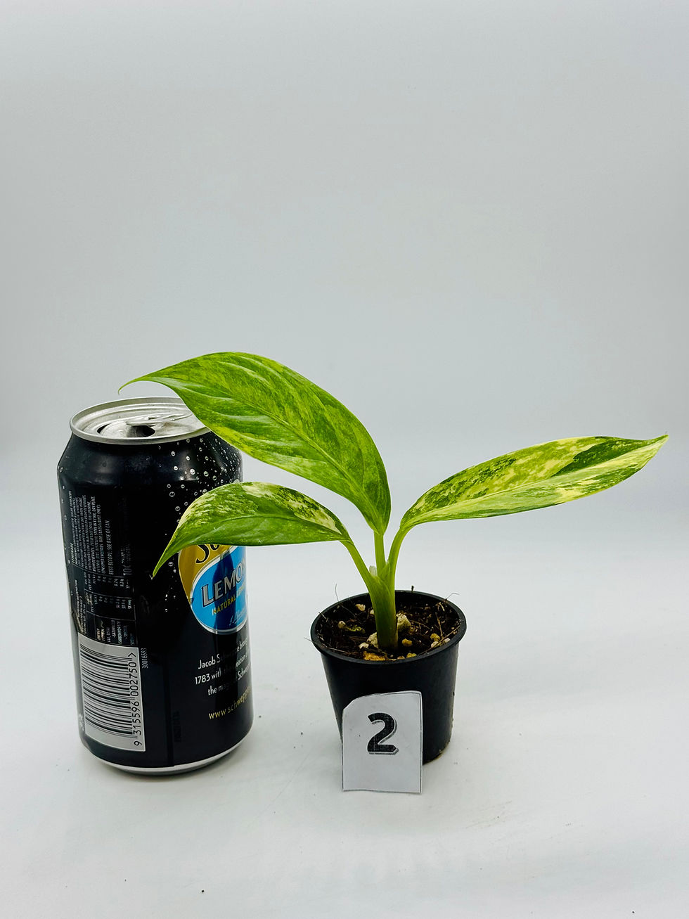 Thumbnail: Dieffenbachia Big Ben Aurea Variegated