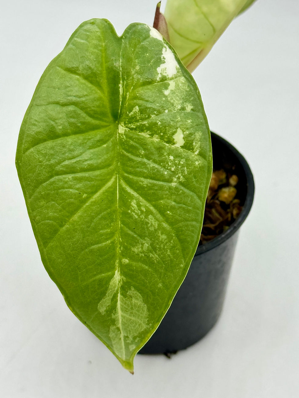Thumbnail: Alocasia Platinum Albo Variegated 