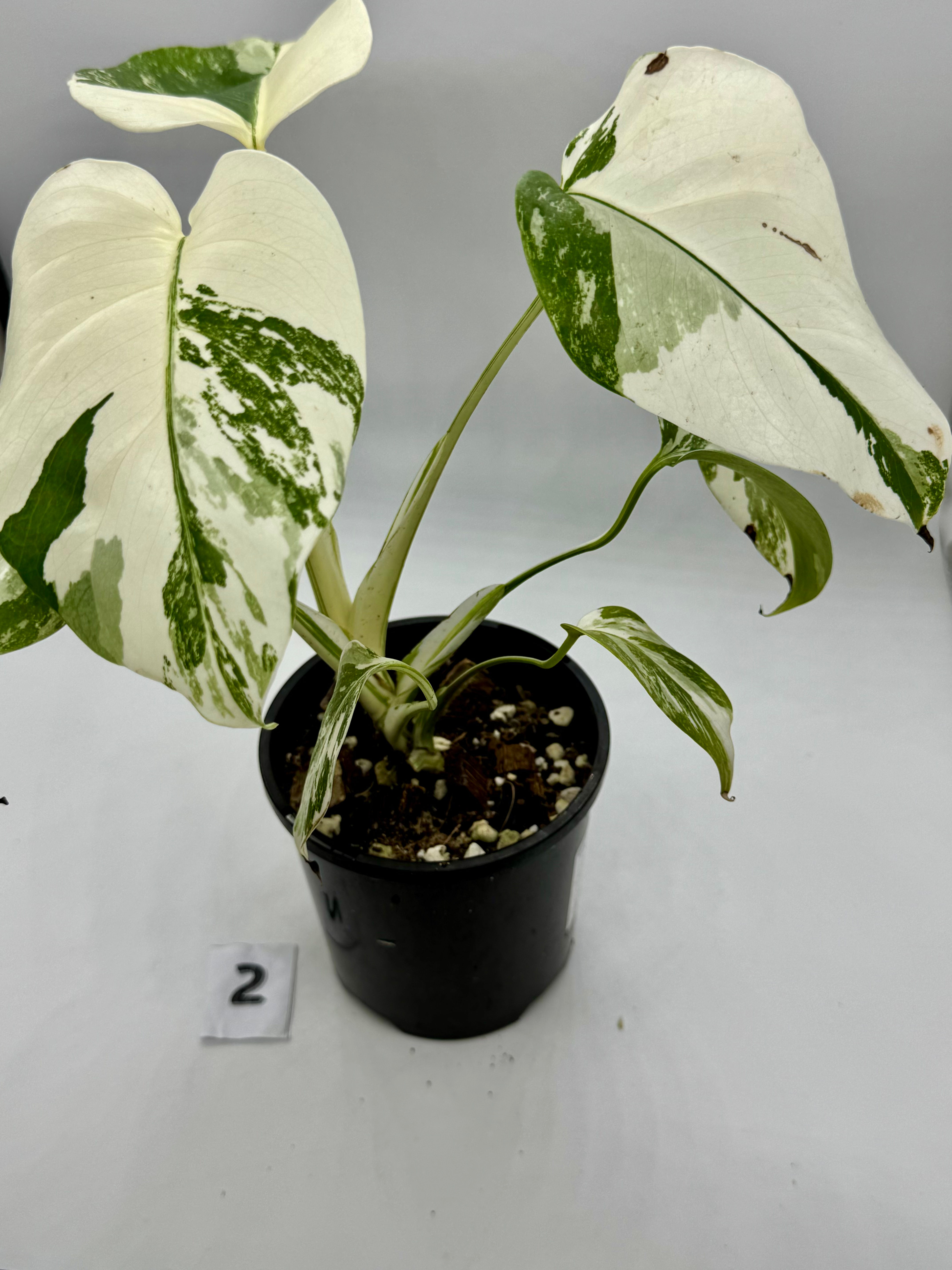 Monstera Borgsigiana Albo Variegated in 100mm
