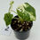 Thumbnail: Alocasia Melo Albo Variegated in 50mm 