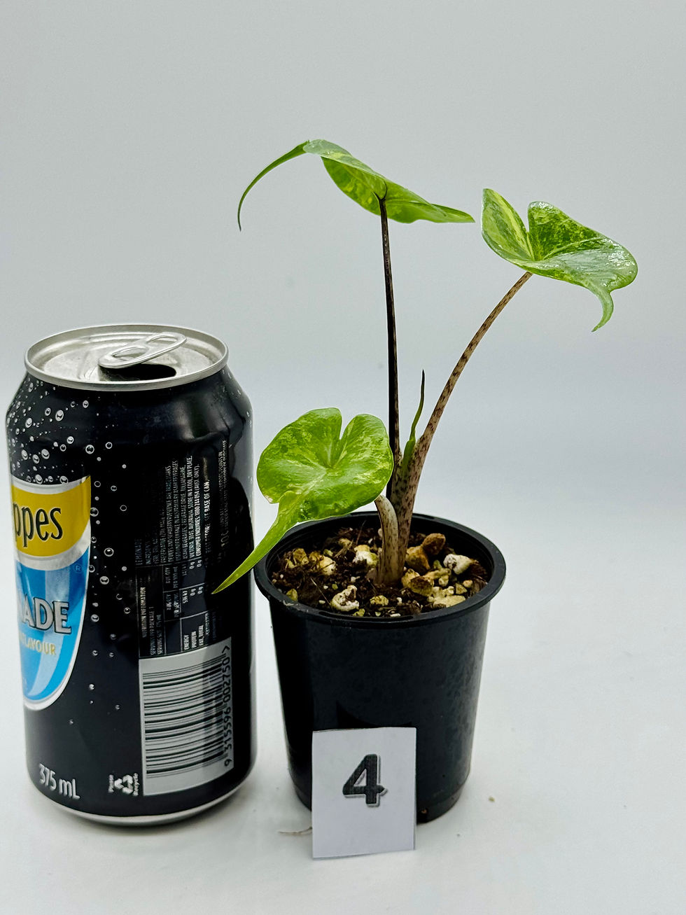 Thumbnail: Alocasia Stingray Aurea Variegated in 70mm