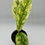 Thumbnail: Rhaphidophora Elliptica Variegated in 70mm