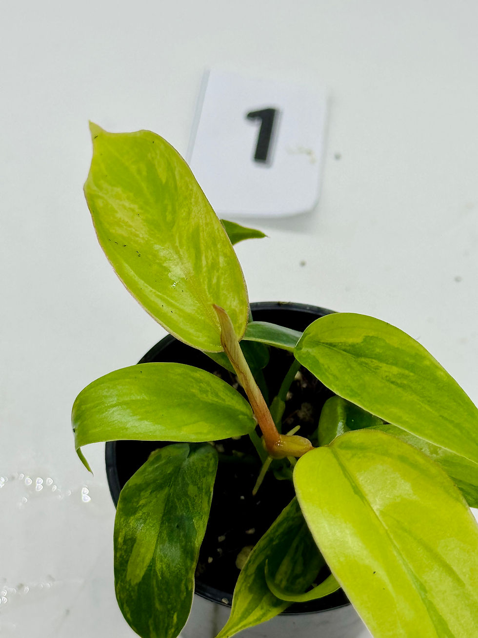Thumbnail: Philodendron Mayoi Variegated 