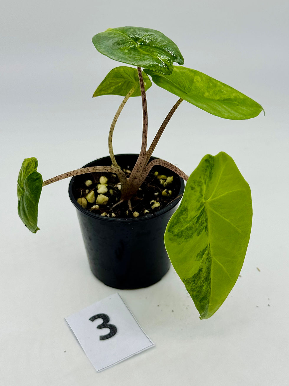 Thumbnail: Alocasia Heterophylla Dragon Breath Metallic Blue #3