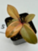 Thumbnail: Philodendron Black Cardinal Variegated 