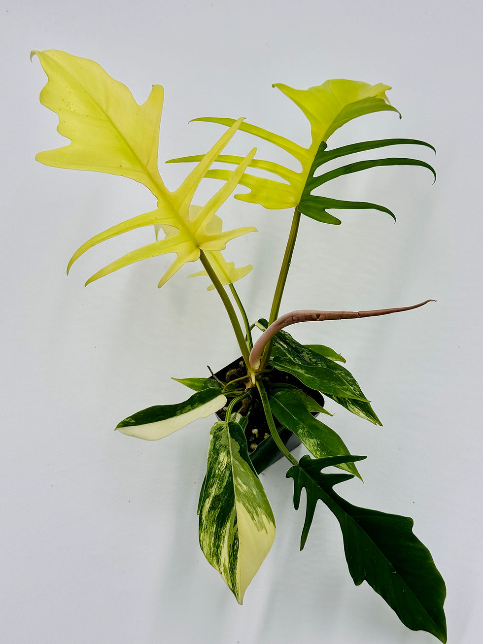 Thumbnail: Philodendron Florida Beauty x Tortum Variegated in 70mm