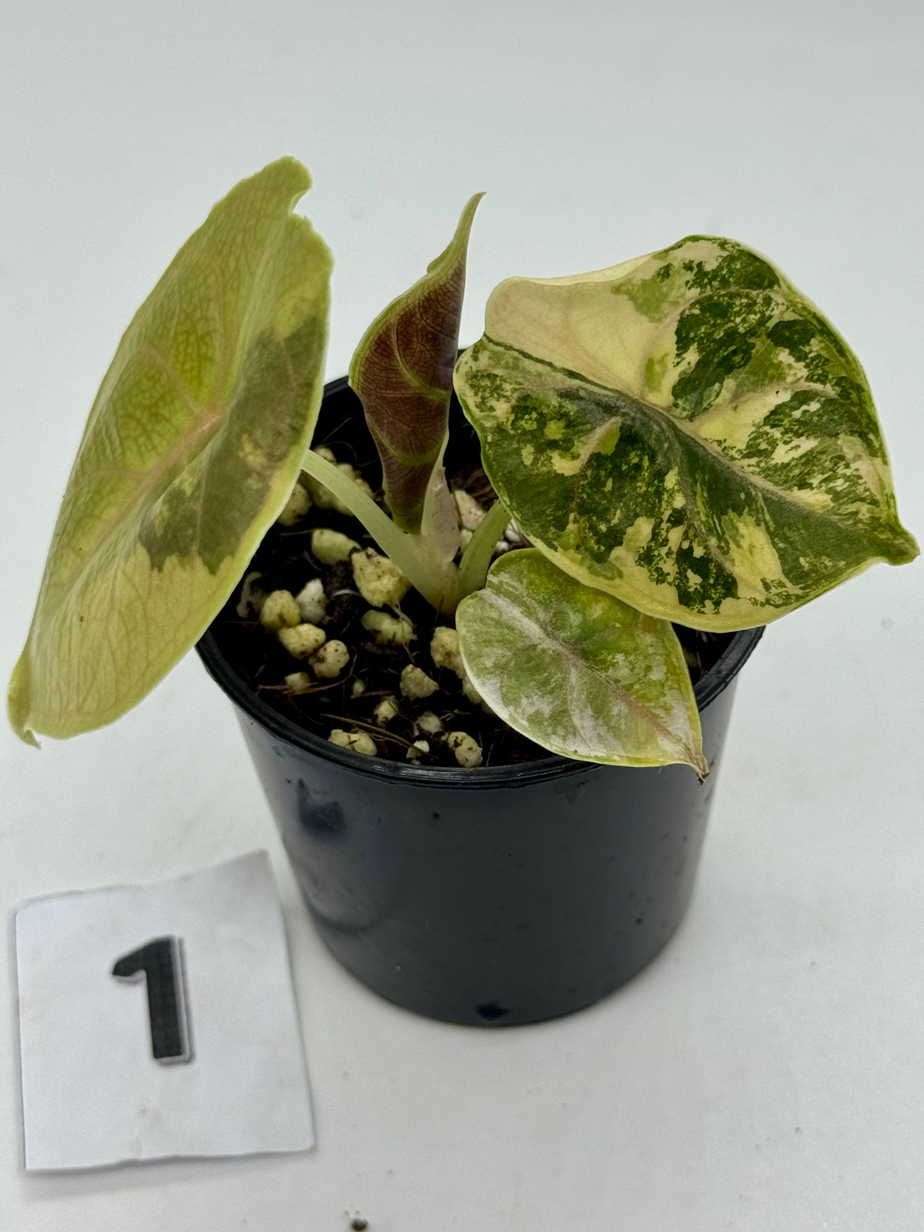 Alocasia Azlanii Variegated #1