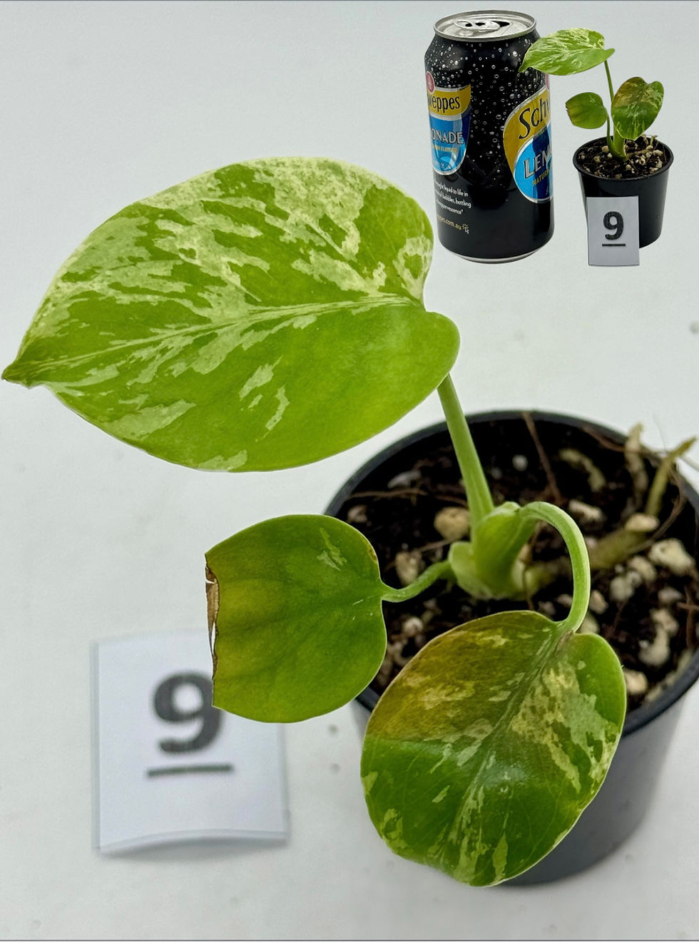 Thumbnail: Monstera Bulbasaur 