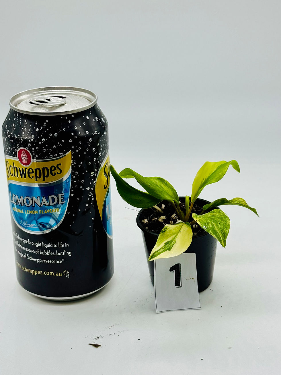 Thumbnail: Philodendron Green Lemon Aurea Variegated 