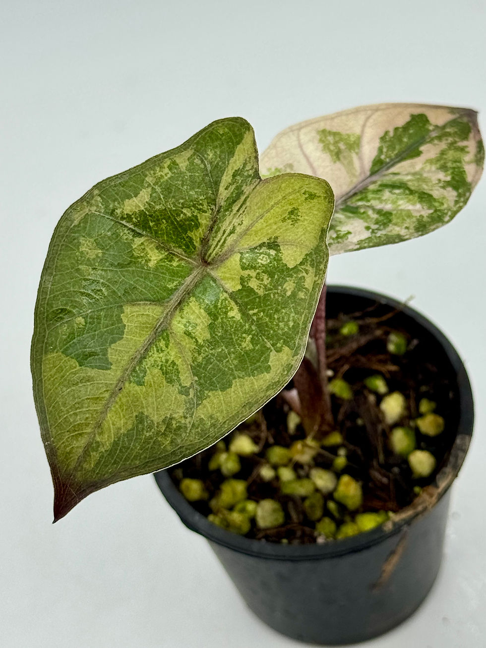 Thumbnail: Alocasia Yucatan Princess Variegated 