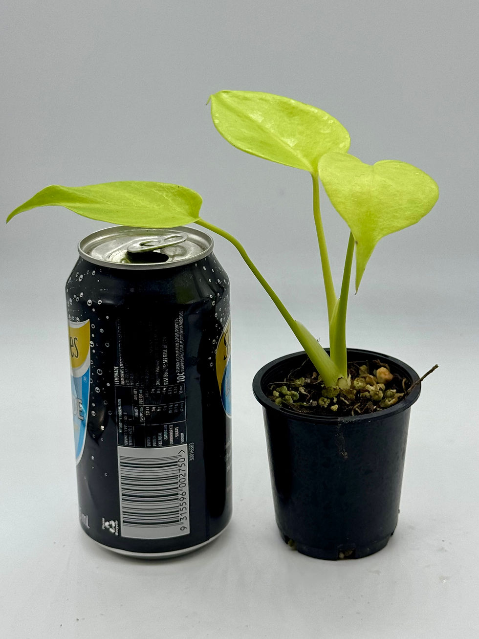 Thumbnail: Monstera Lemon Lime in 70mm