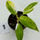 Thumbnail: Philodendron White Princess Tricolour-Aurea Variegated in 50mm