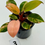 Thumbnail: Philodendron Red Congo Variegated in 70mm