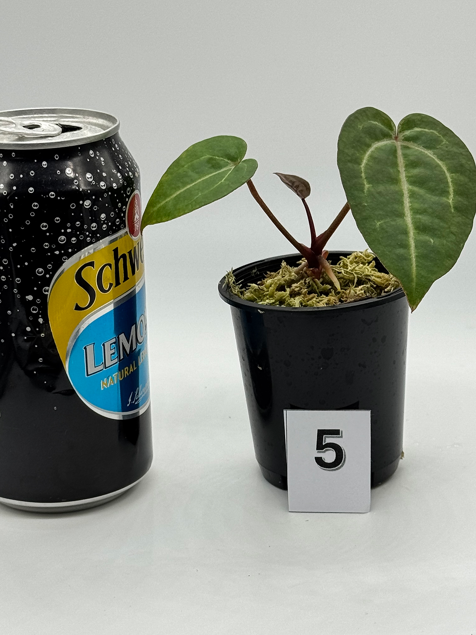 Anthurium Wonderboy x Michelle | West Plants