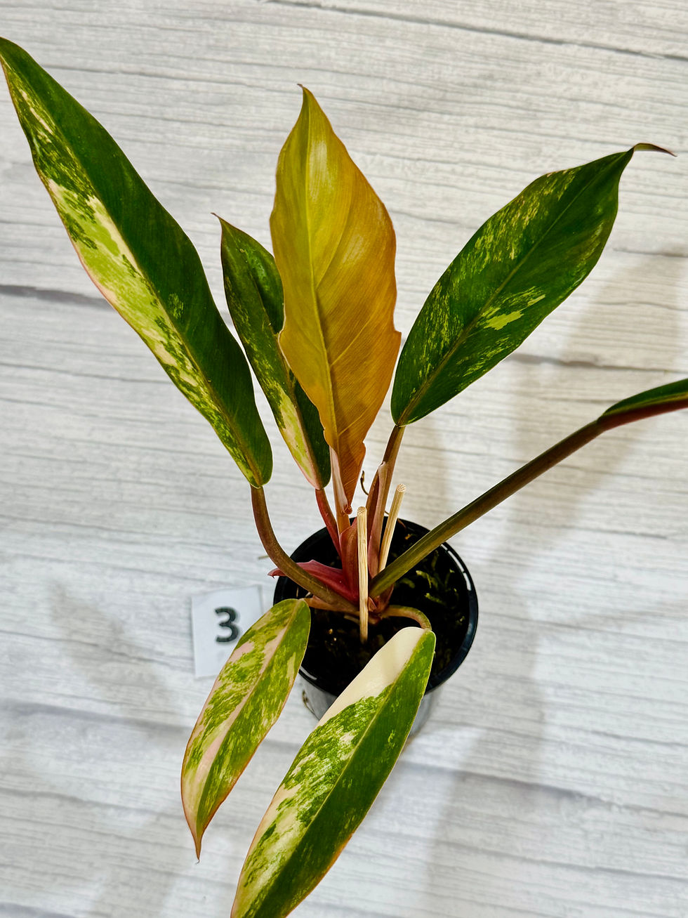 Thumbnail: Philodendron Caramel Marble Variegated 