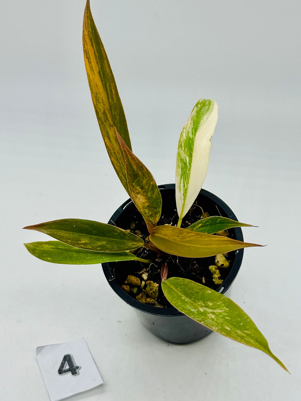 Thumbnail: Philodendron Caramel Marble Variegated