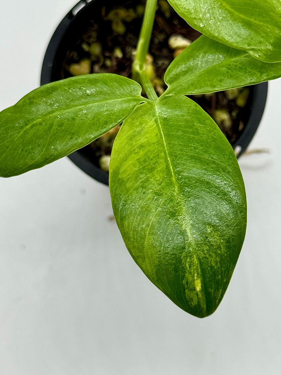 Thumbnail: Philodendron Goeldii Aurea Variegated in 70mm