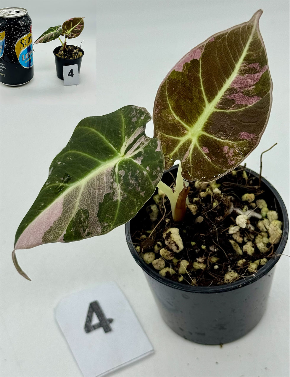 Thumbnail: Alocasia Black Velvet Pink Variegated 