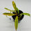 Thumbnail: Philodendron Carmel Marble Variegated in 70mm