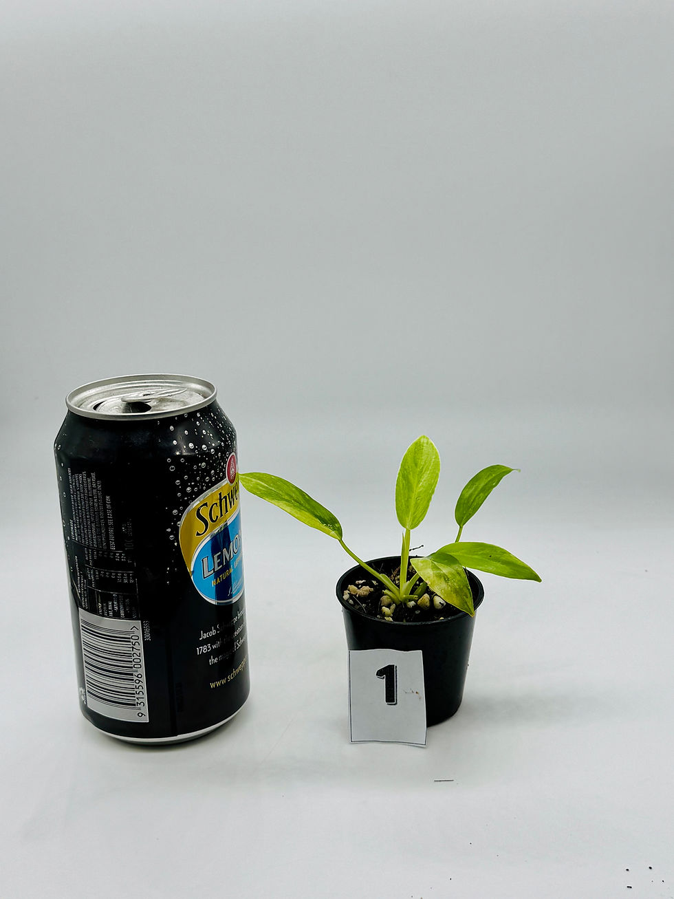 Thumbnail: Philodendron Olympiad Variegated