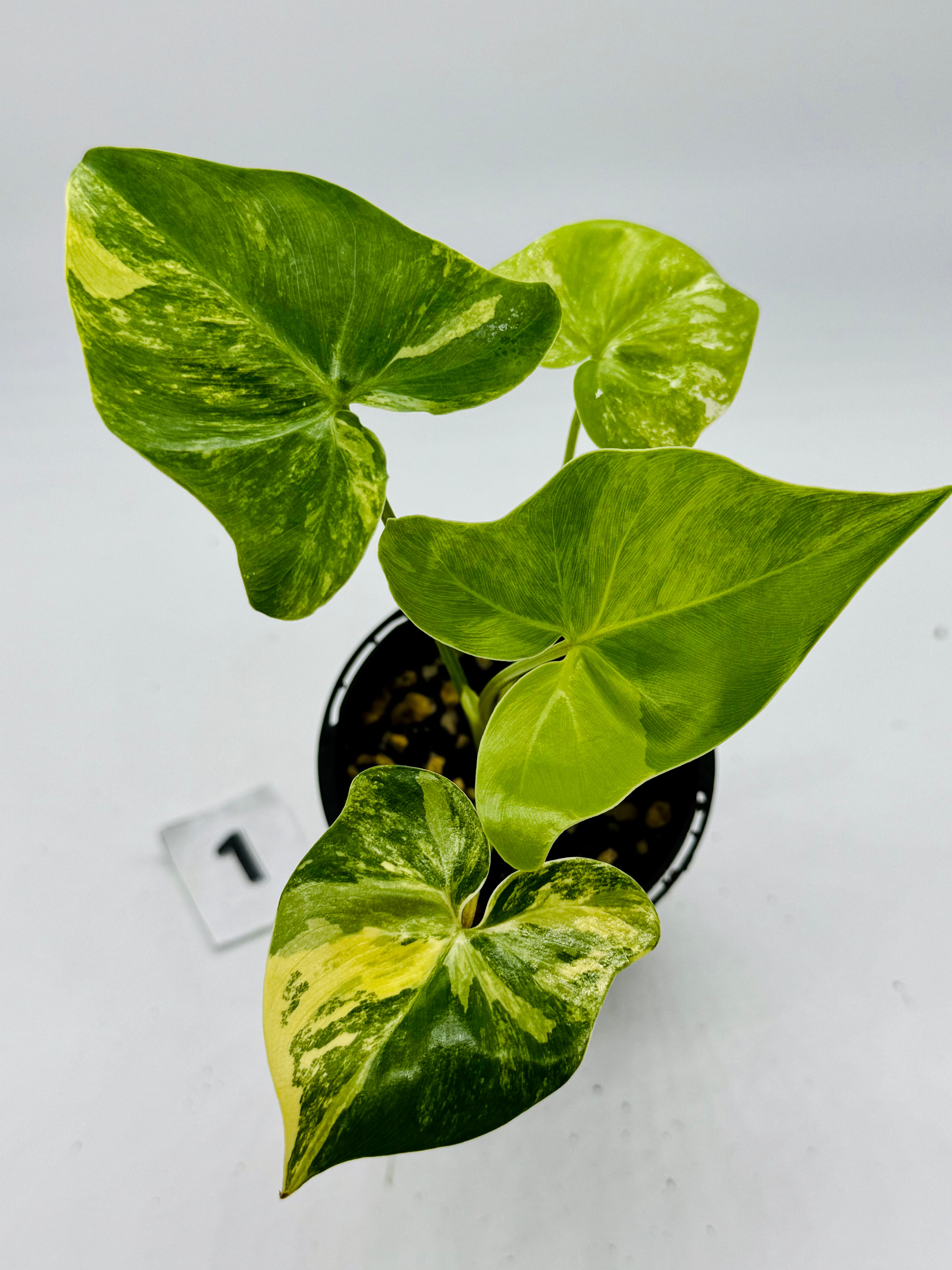 Philodendron Angela (African Fantasy) Aurea Variegated in 70mm 