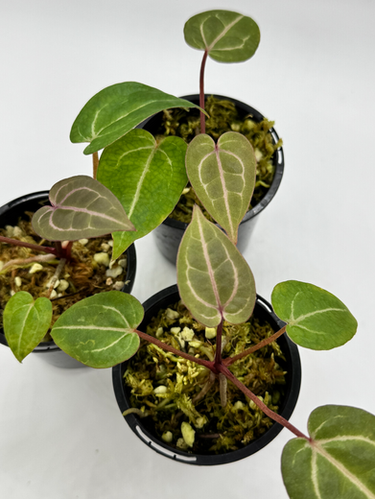 Anthurium Wonderboy x Michelle | West Plants