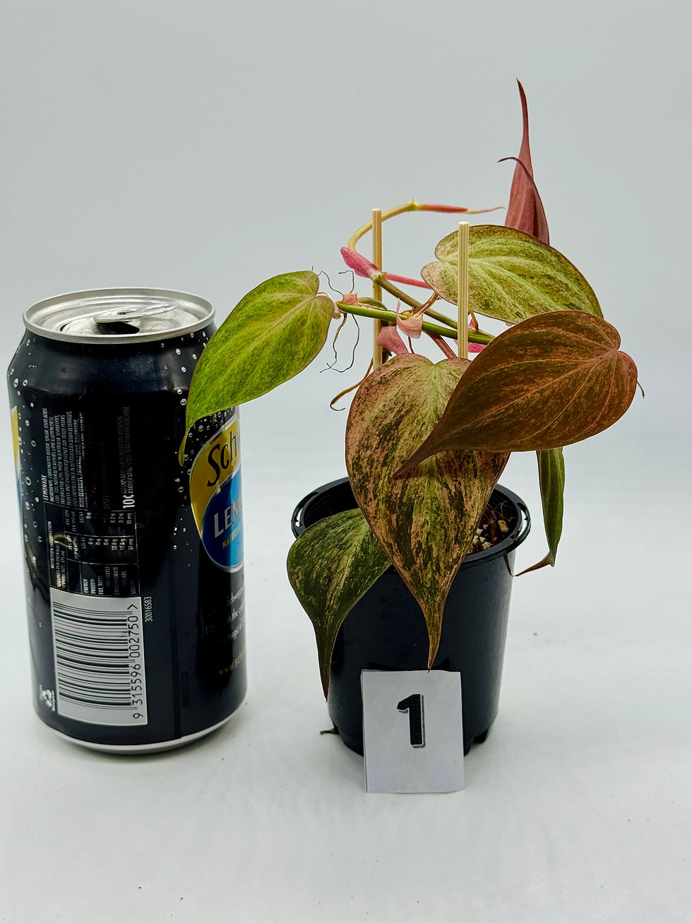 Thumbnail: Philodendron Micans Pink -Mint Variegated 