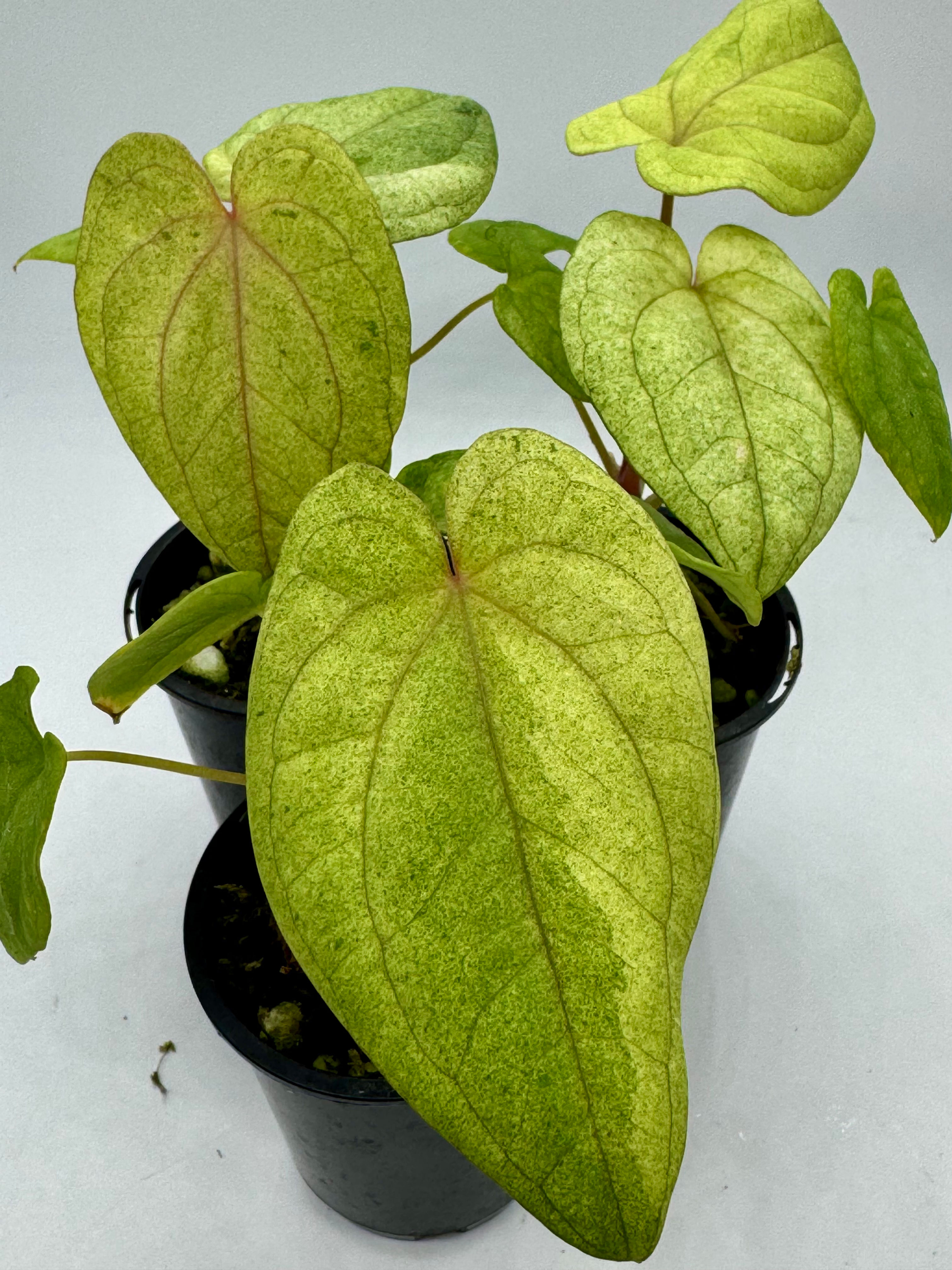 Anthurium Dark Phoenix Mint Variegated in 70mm