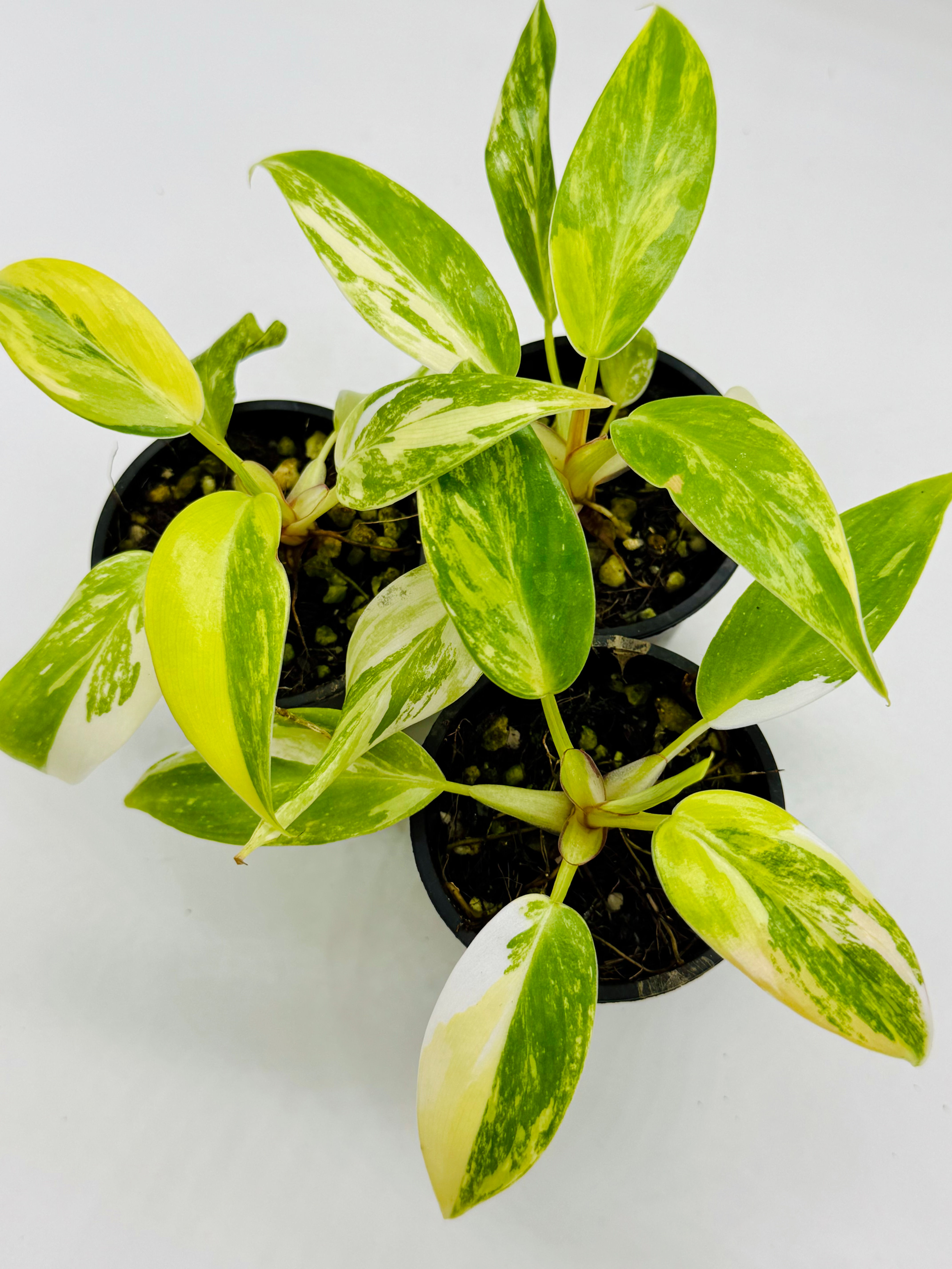 Philodendron White Princess Aurea-Tricolour Variegated