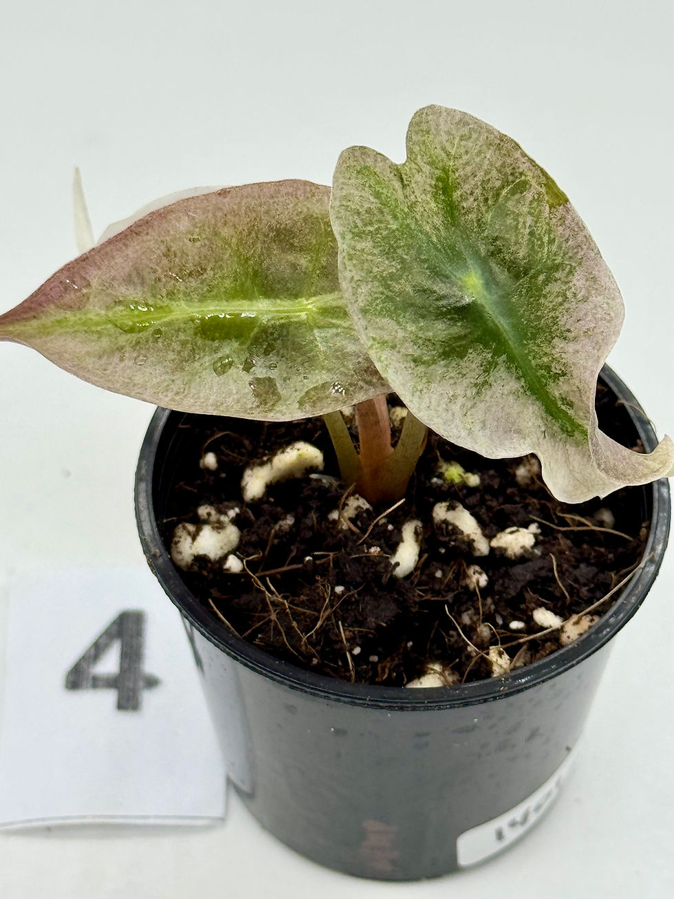 Thumbnail: Alocasia Venom Pink Mint Variegated 
