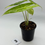 Thumbnail: Alocasia Longiloba Aurea Variegated 