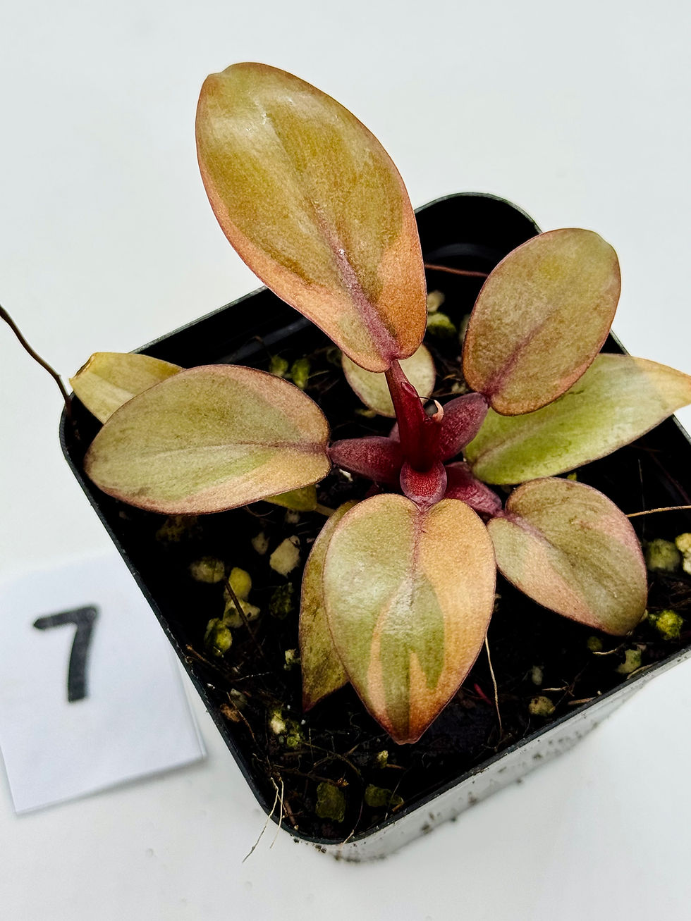Thumbnail: Philodendron Black Cardinal Variegated 