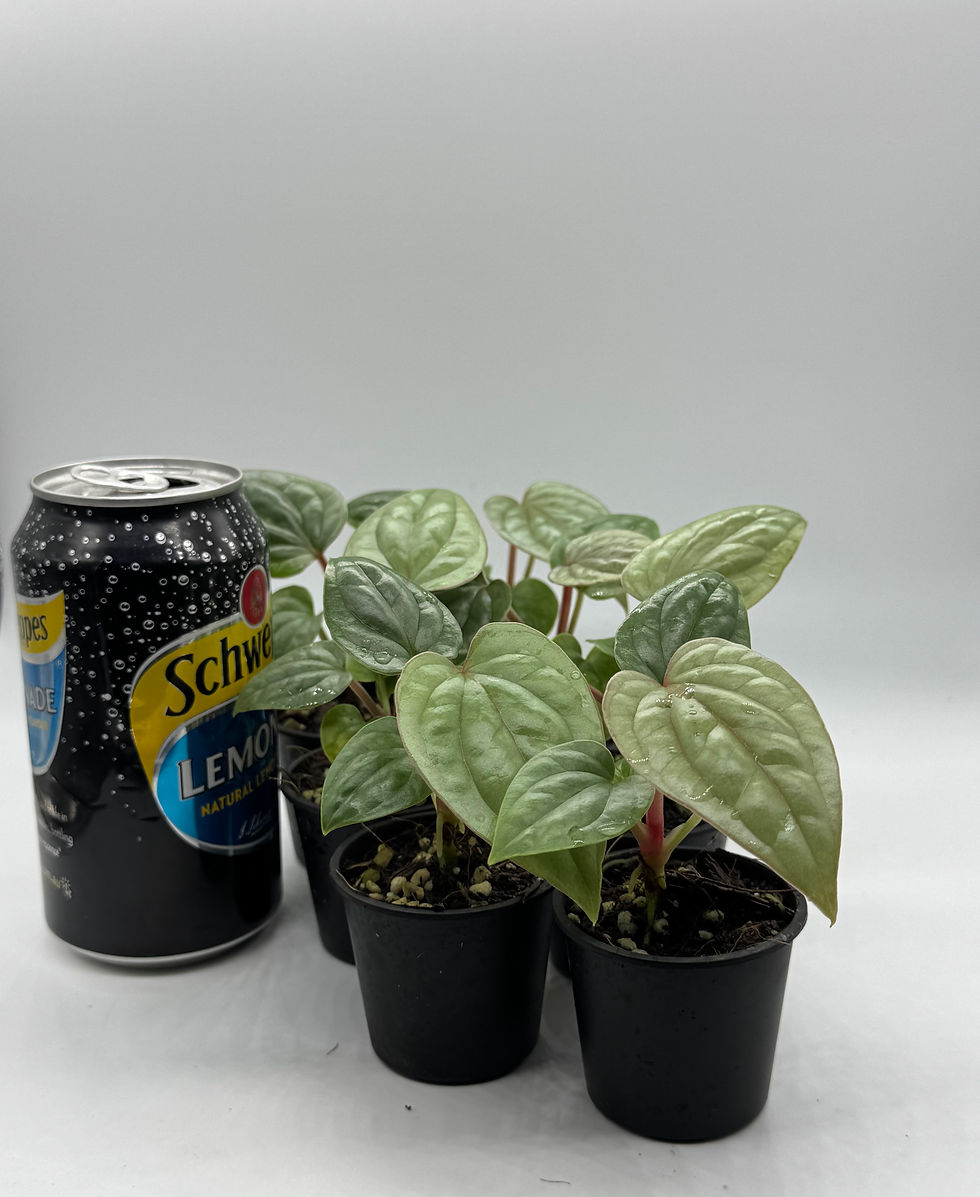 Thumbnail: Anthurium Luxurians 