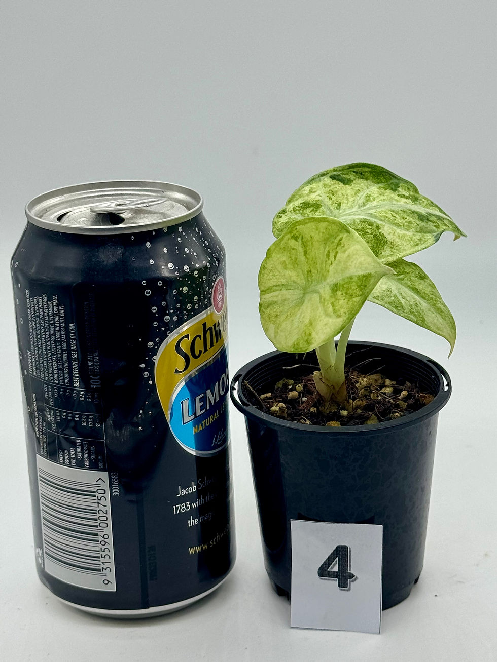 Thumbnail: Alocasia Ninja Splash in 70mm